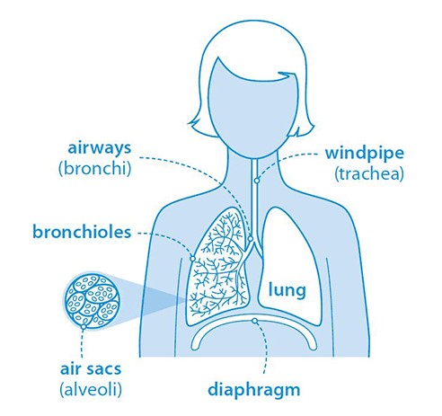 bronchioles